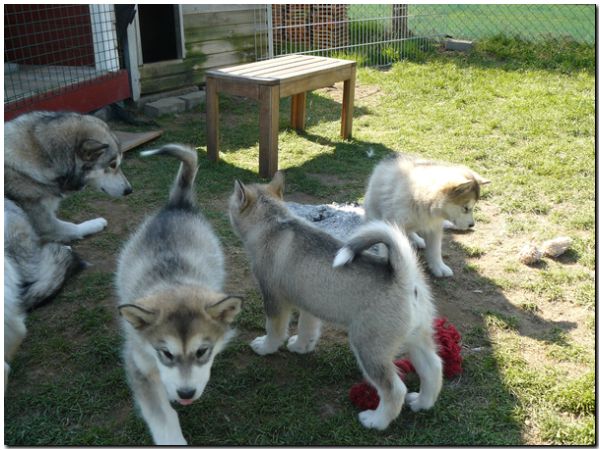 E Wurf 8 Wochen 054.jpg